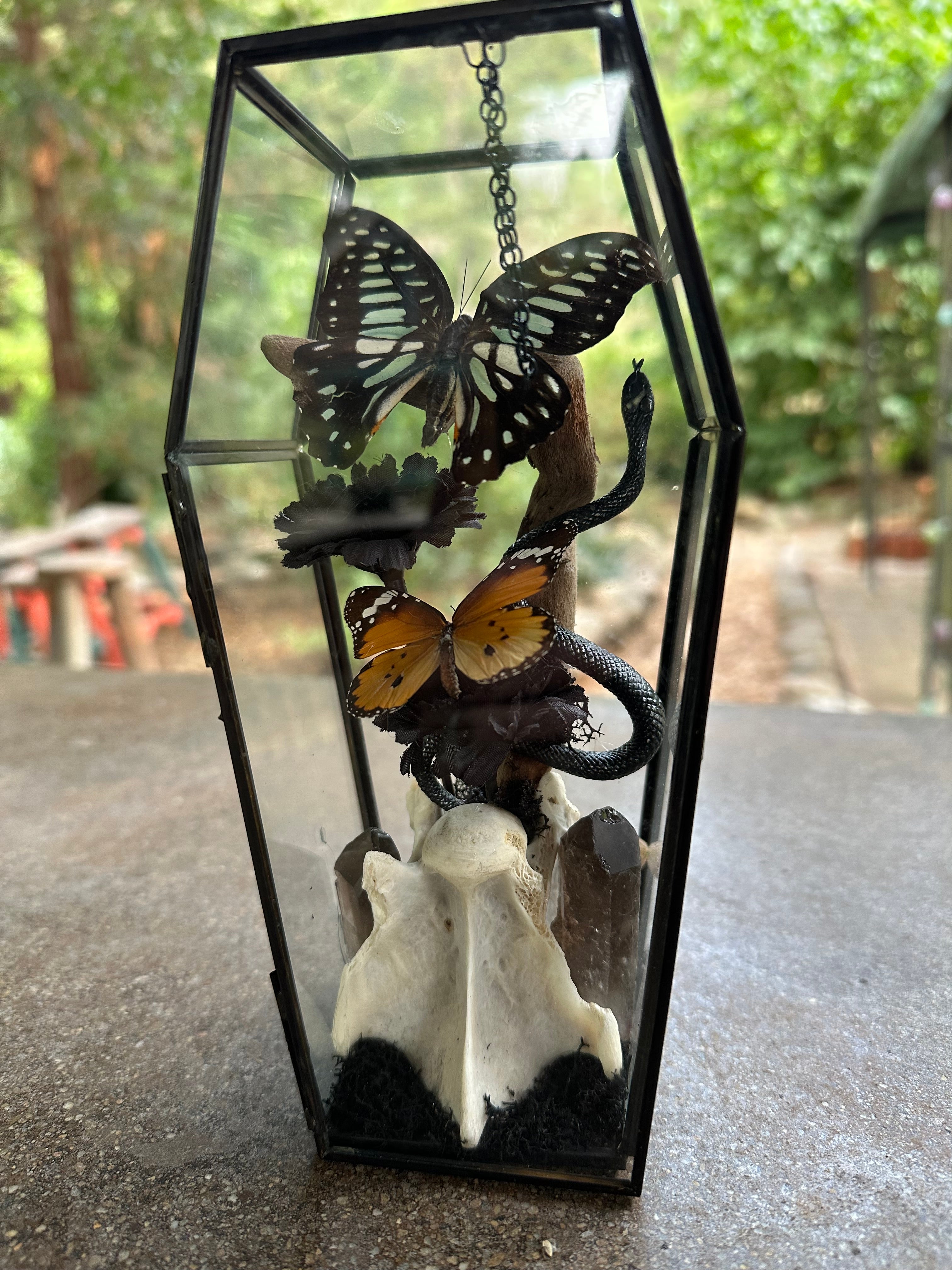 Butterfly and Bone Glass Coffin